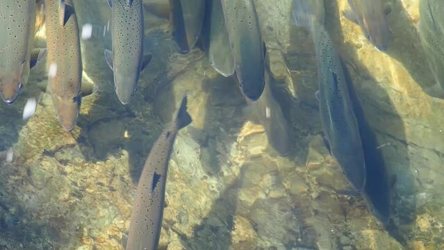 Hokkaido Eastern Cherry Blossom Trout going upstream, waterfall climbing scenery