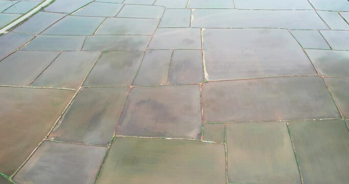 Floded agriculture rice fields for seeding, traditional method of rice cultivation, aerial shot