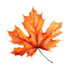 Autumn maple leaf 