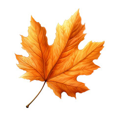 Autumn maple leaf 