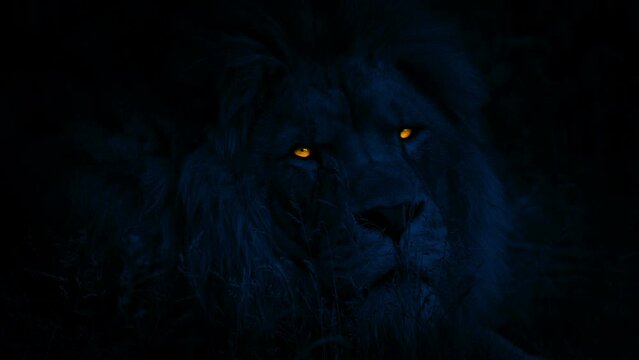 Big Lion Looks Up With Glowing Eyes At Night