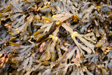 Fucus in its natural form