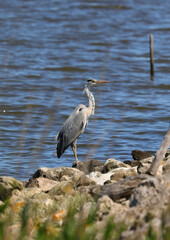 Great blue heron with beak on the swamp bank near the river mouth