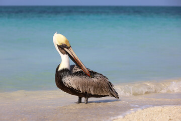 Pelican resting on the sand of the Atlantic ocean beach. Wild bird on blue waves background