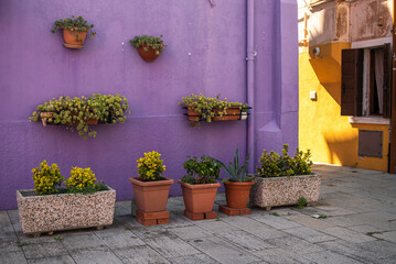 Fototapeta na wymiar Purple facade of the house with green flowers. Colorful architecture in Burano