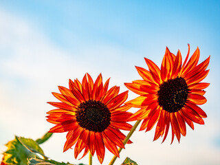 Sonnenblumenfeld am Abend im Spätsommer