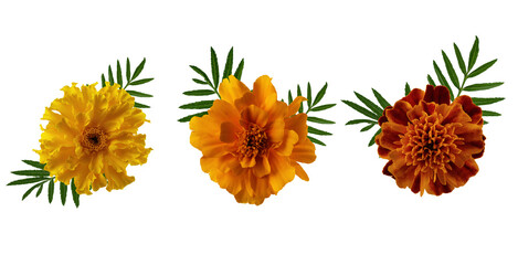 Collection of marigold flowers with leaf cut out on transparent background. Marigold flowers head for design. - 648179144