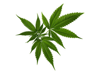 Hemp leaf cut out on transparent background. Marijuana, cannabis leaf for design.