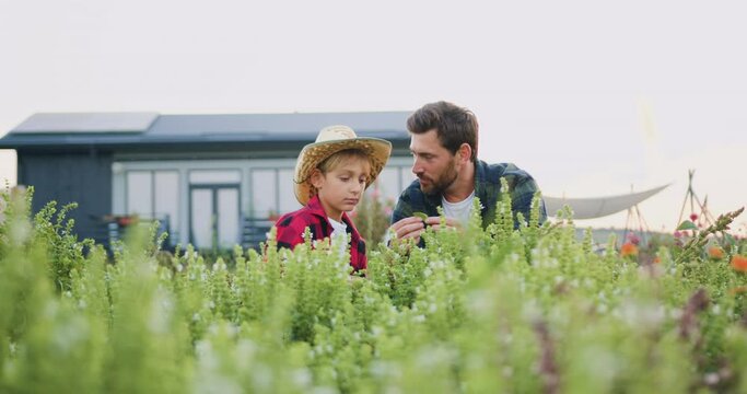 Farmer father working in sunflower field with his little son. Dad, child growing sunflower seeds. Happy family, father, son cheking harvest on plantation in summer. Family business, farmers.