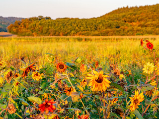 Sonnenblumenfeld am Abend im Spätsommer