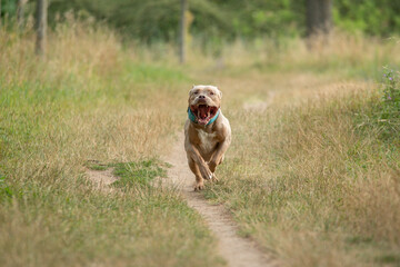 Shooting photo d'un chien de race american bully xl dans la nature