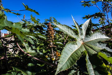 Ricinus communis L. plant, known as castor bean, on a farm in Brazil. It is a plant of the...