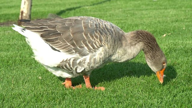 Gray goose pinching the grass near lake in park. Greylag geese is species of large in the waterfowl family anatidae. Domestic bird anser anser pluck and eating among green lawn. Life poultry on pond.