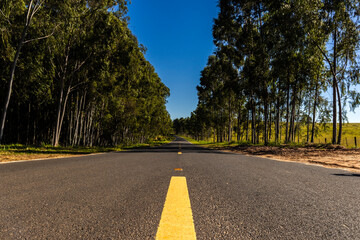 Eucalyptus forest plantation and empty highway in Brazil