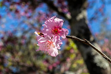 Obraz premium A cherry blossom, also known as the Japanese cherry or sakura, is a flower of many trees in full bloom inside an oriental garden, during winter in Brazil, with selective focus