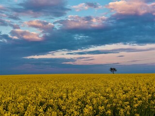 Abendliches Rapsfeld
