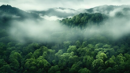 From above, the tropical rainforest emerges, wrapped in morning fog
