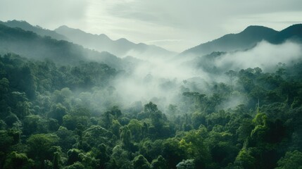 aerial perspective unveils a tropical rainforest hidden by morning mist