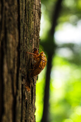 Cicada exuvia at forest