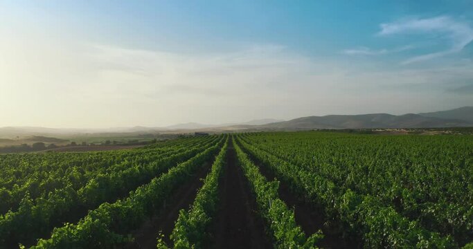 Winery aerial view, drone fly above wine field revealing scenic rural organic farm for wine production