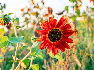 Sonnenblumenfeld am Abend im Spätsommer