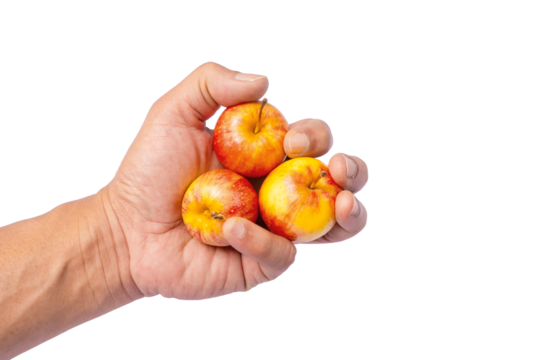 Asian man's hands holding 3 small apples. By using fingers in various ways for handling food. Isolated image
