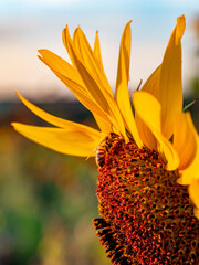 Sonnenblumenfeld am Abend im Spätsommer