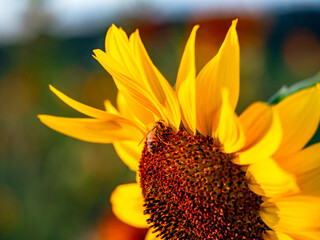 Sonnenblumenfeld am Abend im Spätsommer