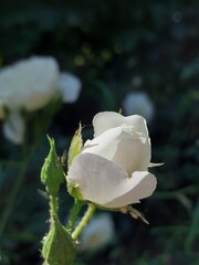 Wei&szlig;es R&ouml;slein