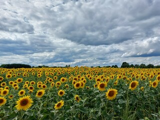 Fototapeta premium Sonnenblumenfeld