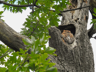 Red morph eastern screech owl roosting in a large tree cavity in the forest