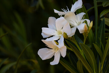 Obraz premium Group of white oleander blossoms against natural dark background with copy space on left of horizontal close up image