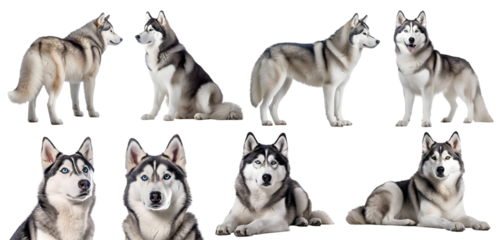 Husky dog puppy, many angles and view portrait side back head shot isolated on transparent background cutout, PNG file