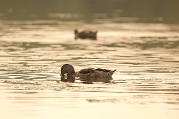 Ducks