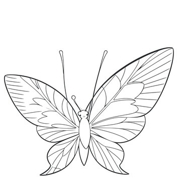 A vector of a cute Butterfly in black and white coloring transparent white background PNG