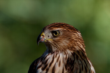 Head portrait of regal Coopers Hawk in Arizona with intense yellow raptor eye and blood marked beak and chest against green bokeh background of vertical image