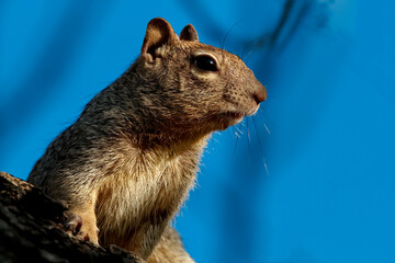 Rock Squirrel sharp horizontal portrait against rich blue bokeh sky background with sunlight on whiskers, eyes, ears, and chest 