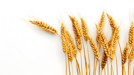 dried wheat plant on white background