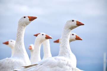 meat goose heads, against the sky