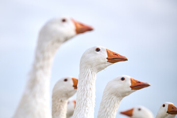 Goose heads against the sky. Close-up