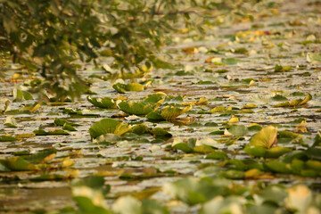 Fototapeta premium Lilly pads