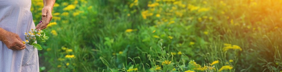 An old woman holds medicinal herbs and flowers in her hands. Selective focus.