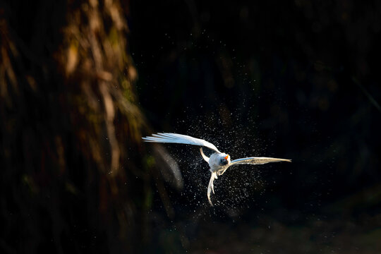 Indian River Tern or just River Tern (Sterna Aurantia)