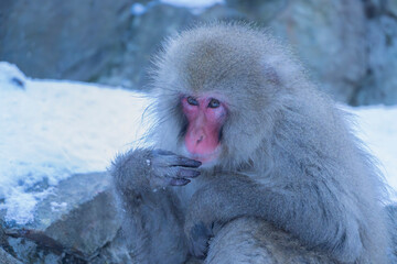 Portrait of Snow monkey soaking in the hot water spring