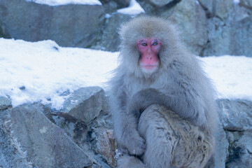 Portrait of Snow monkey soaking in the hot water spring