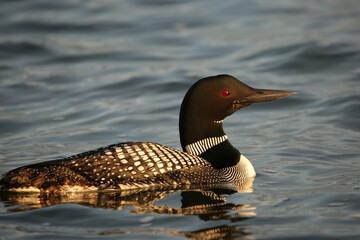 Loon