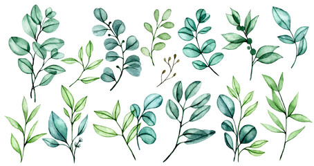 watercolor drawing, set of transparent eucalyptus leaves, bouquets of tropical green leaves on a white background - obrazy, fototapety, plakaty