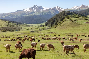 Poster herd of sheep in mountain pastures in Central Asia © Bergimus communicati