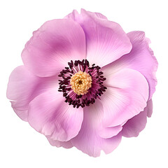 Fototapeta premium Purple flower Anemone isolated transparent PNG.