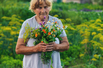 An old woman holds medicinal herbs and flowers in her hands. Selective focus.